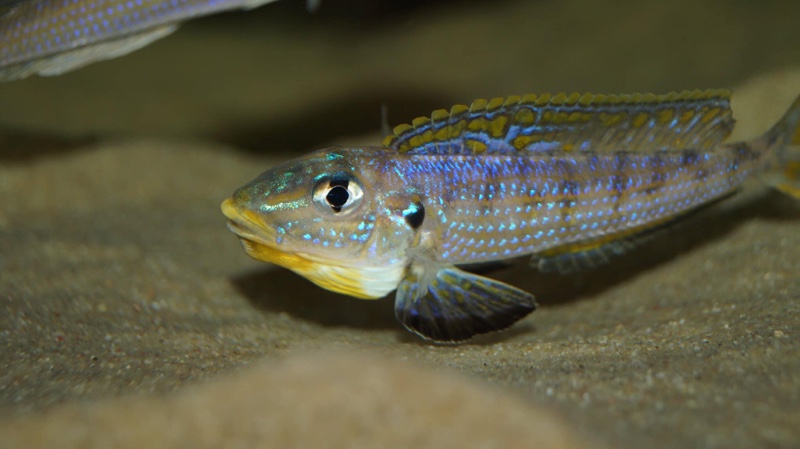 Enantiopus sp. 'kilesa'